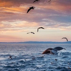 Meet your Posher, Lucia